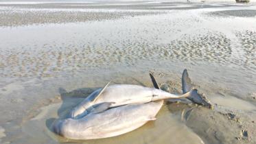 dolphin.jpg