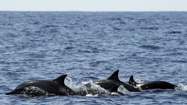 dolphin.jpg