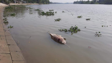 dolphin.jpg