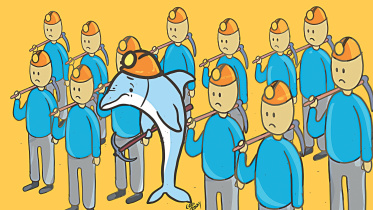 Dolphins.jpg