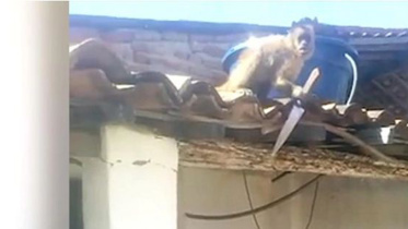 drunk-monkey.jpg