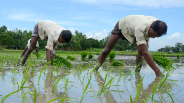 BOGRA-Gainja-03.JPG