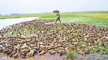 duck farming.jpg