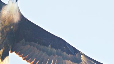 Eagle.jpg