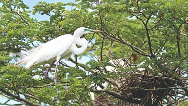 egret.jpg