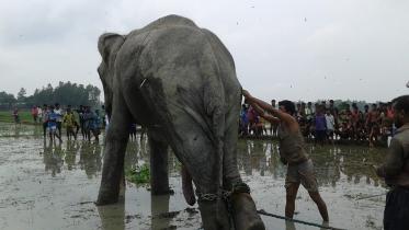 Wild elephant,stranded,rescued,tranquilised,Jamalpur,Sarishabari,Koyra village,Conservationist,Tapan Kumar Dey,Bangabahadur,Bangabandhu Safari Park,Gazipur,Bangladesh