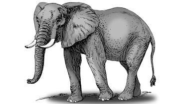 Wild elephant
