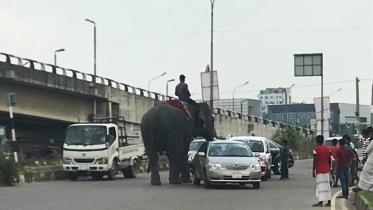 elephant-extortion-airport-road, elephant extortion, airport road