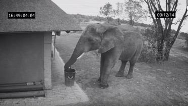 elephant-WEB.jpg
