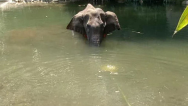 elephant-web.jpg