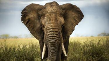 elephant.jpg-NS.jpg