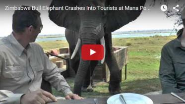 elephant3.JPG