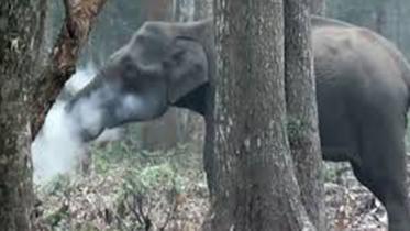 elephant.jpg