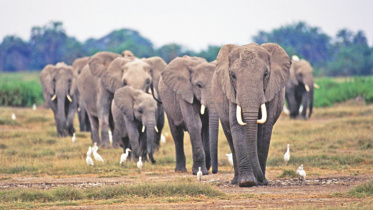 Elephant.jpg