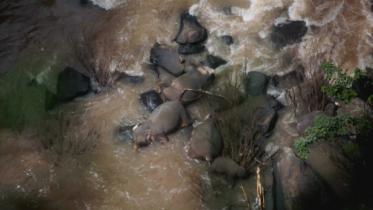 elephants-dead.jpg