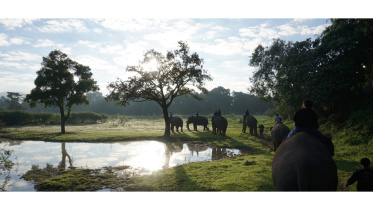 elephants2_Nation.jpeg