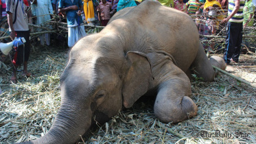 Elephent_wb.jpg