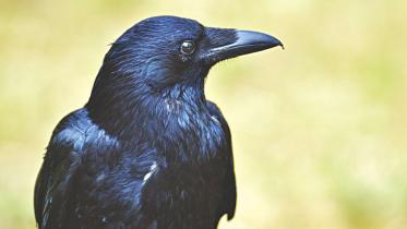 exile crow.jpg