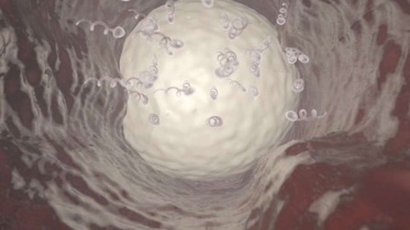3D representation of Vasalgel blocking sperm