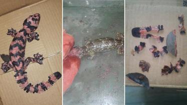 fake-pink-gecko-amallick-wb.jpg