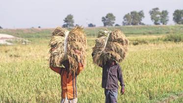 farm-sumsidy.jpg