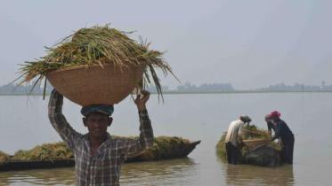 farmer
