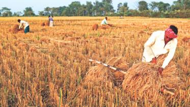 farmers harvesting.jpg