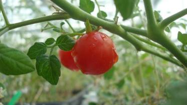 First-tomatoes-peas-harvested-from-mock-Martian-farmWB.jpg