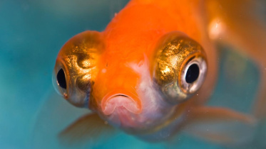 fish.jpg
