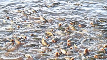 Fish farm.jpg