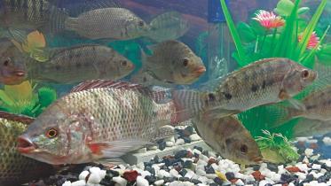 fish fest 1.jpg