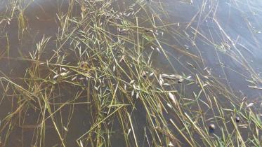 Fishe-haor-1WB.jpg