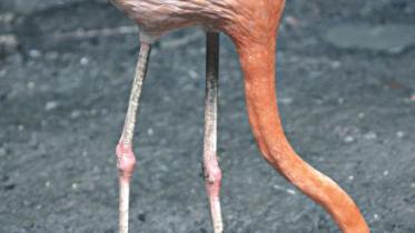flamingo.jpg