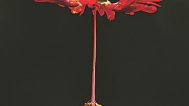 flower.jpg