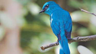 flycatcher.jpg