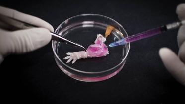 Forelimb-web.jpg