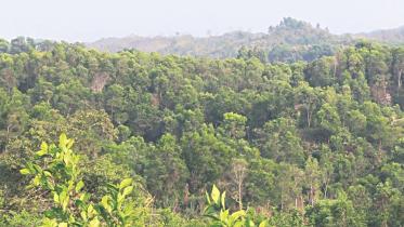 forest in Shuknachhori.jpg