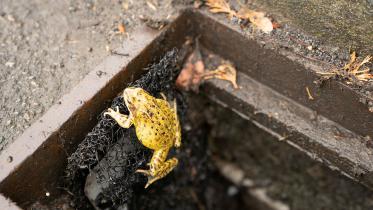 frog-ladder.jpg