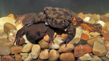 frogs_afp.jpg
