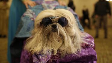 Shizu dog