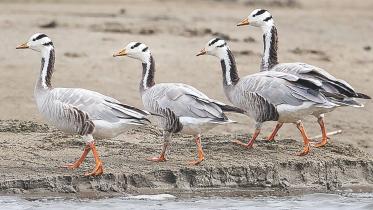Goose.jpg