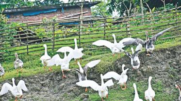 goose rearing.jpg