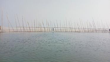 Haor seedbeds.jpg