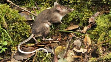 hog-nosed-rat.jpg