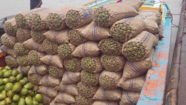 Hog plum yield.jpg