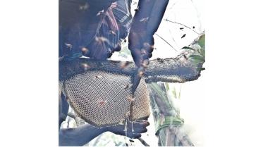 honey sundarban.jpg
