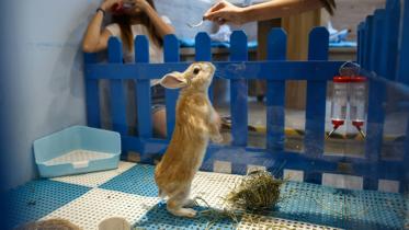 Hong Kong,cafe,resident,rabbits,customers,pet,bunnies,cat cafes