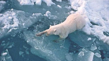 Hottest Arctic.jpg
