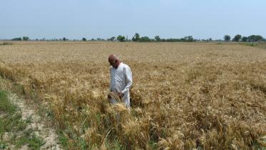 india farming.jpg