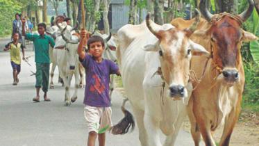 indian-cattle.jpg